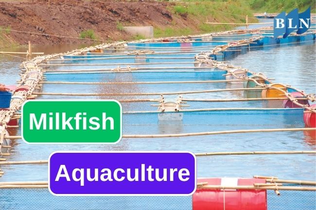 This is How Milkfish Aquaculture Works